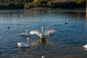 the swan spreads its wings on the shore of the lake under the bright sun