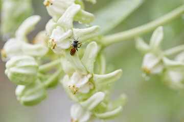 Honey bee perching on white crown flower