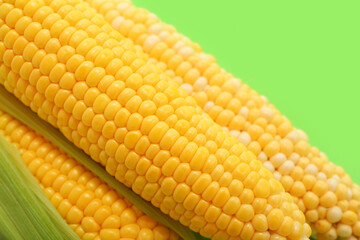 Fresh corn cobs on green background, closeup