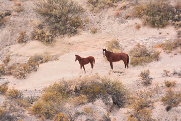 Caballos en la montaña,  animal, caballo, mamífero, chacras, aire libre ,naturaleza, fauna, animal, arbustos, cola, desierta ,rojo, pelaje, rojizos, alazán,  potrillo, cría, 