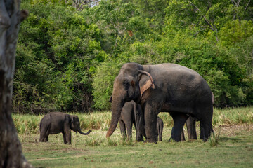 Fototapeta na wymiar elephant kid challenging to the younger elephant