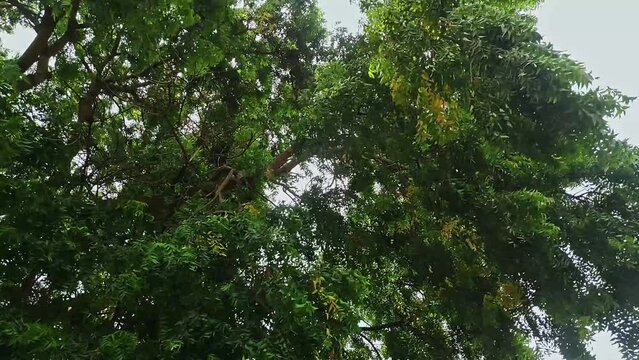 The branches of a big Neem tree or Indian lilac swaying in the wind