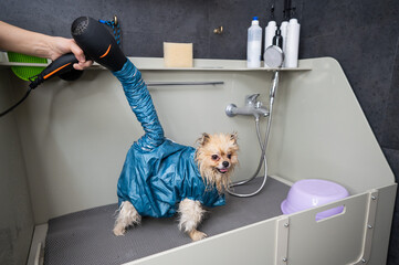 A woman dries her hair with a hair dryer in a beauty salon. Folded dryer for dogs. Portable pet drying suit.