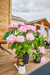  Pink Hydrangea. Country Cottage with beautiful flowers garden in the sunshine.. Beautiful flower seedlings growing in the soil at the garden. Gardening hobby concept.