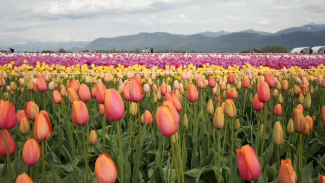 Beautiful Tulip Flower Rows Dancing in the Wind, Tulip Flower Festival British Columbia