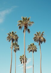 Fototapeta na wymiar Minimalistic image of majestic Palm Trees Against the Clear Blue Sky. Generative Ai