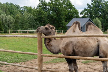 Bactrian camel behind wooden fence in zoo