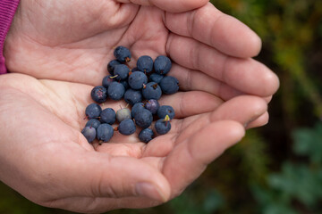 Fresh wild blueberries in palm