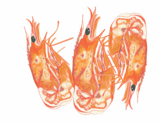 shrimp illustrations art.