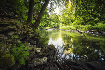 Fototapeta na wymiar schönes Flussufer im Wald