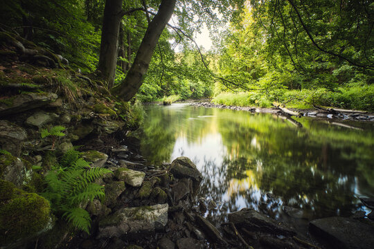 schönes Flussufer im Wald
