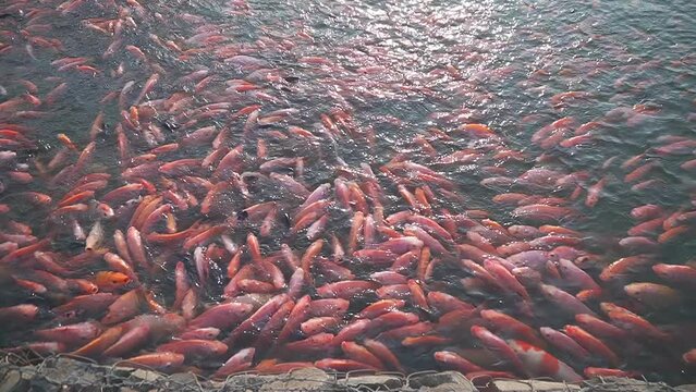 the colorful Cyprinus carpio are swimming in the koi pound close-up
