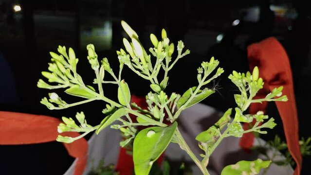 A jasmine plant sapling in a gift package, received as a memento in a bag