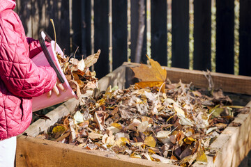 Throwing Fallen Leaves into Compost Heap Container in Autumn Garden. Composting Autumn Leaves and...