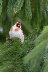 Fine art portrait of European goldfinch (Carduelis carduelis)