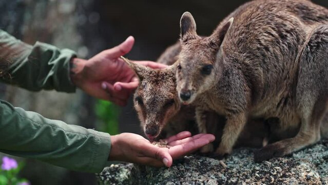 Close up hand feeding Mareeba rock wallabies.