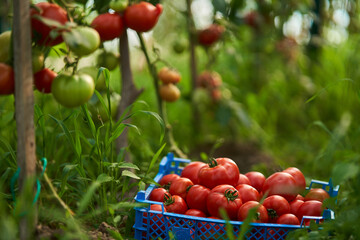 Homegrown riped tomatoes