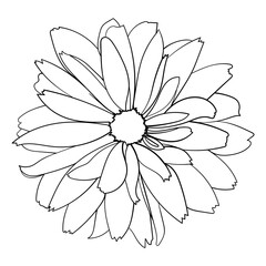 Daisy flower. Vector illustration.