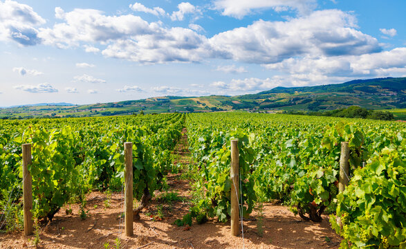 Beaujolais vineyard-Burgundy in France- Rhone, Saone and Loire, Côte d'or