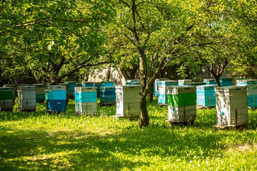 Apiary in the garden. Beehives in apiary in summer. .Beekeeping concept