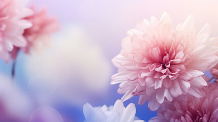 pink chrysanthemum flowers background Generative AI