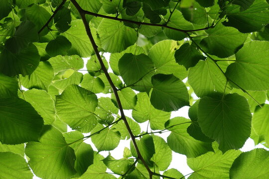 Feuillage d'arbre et photosynth&egrave;se