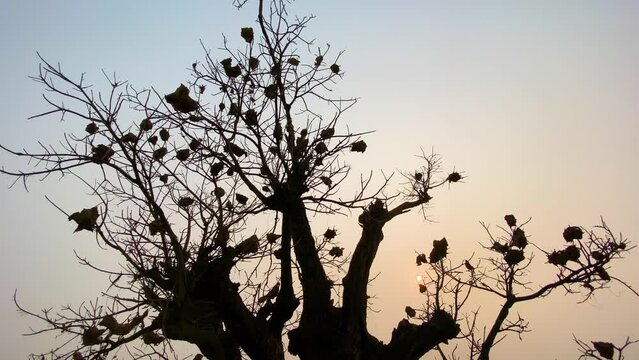 Ant nests on a tree are silhouetted against the sky in the wetlands of Bangladesh