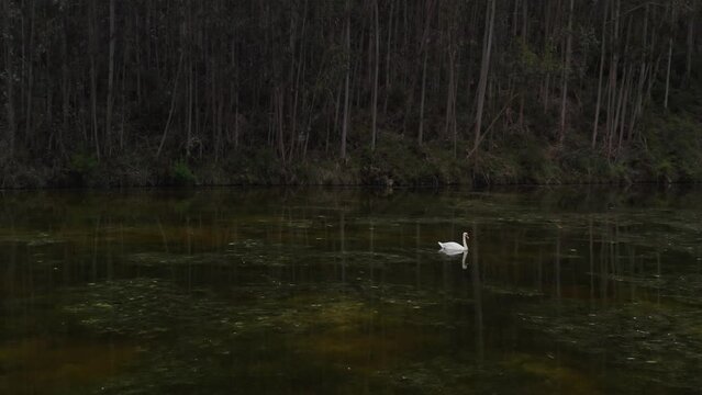 A swan gliding through tranquil waters. Serene aerial shot with different shades of green