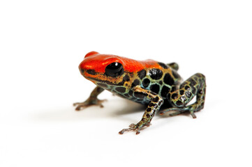 Fototapeta premium Red-backed poison frog // Rotrückenbaumsteiger, Netzbaumsteiger (Ranitomeya reticulata)