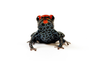 Red-backed poison frog // Rotrückenbaumsteiger, Netzbaumsteiger (Ranitomeya reticulata)