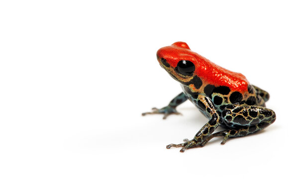 Rotr&uuml;ckenbaumsteiger, Netzbaumsteiger // Red-backed poison frog (Ranitomeya reticulata)