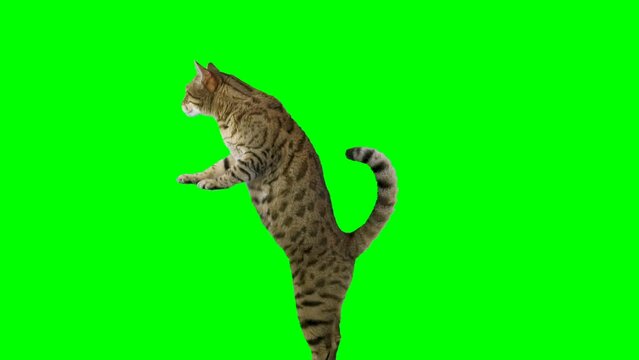 Bengal cat standing on hind legs with front paws leaning on the platform and raises one paw up on green screen isolated with chroma key. Shot at 120 fps for slow motion.