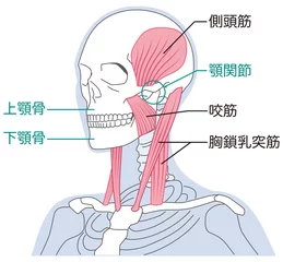 Foto op Plexiglas 首と顎の筋肉の構造　胸鎖乳突筋 © koti