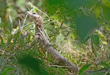 Varanus