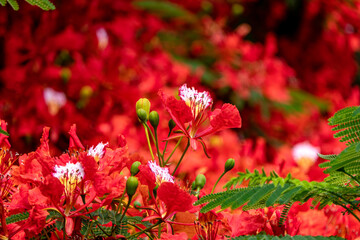 Buds and red flowers of Royal poinciana or Delonix regia or Flamboyant close-up