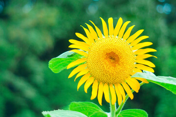 ヒマワリの黄色い花をアップで撮影した写真