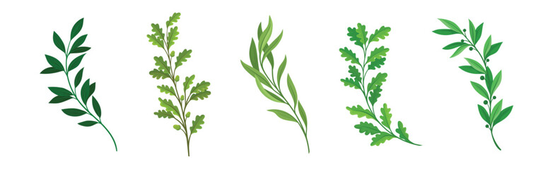 Green Twig and Branch with Leaves Vector Set