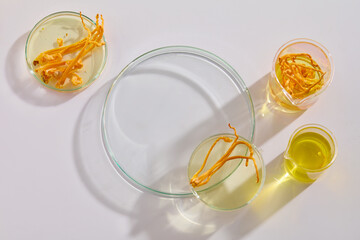 Top view of petri dishes containing Cordyceps militaris and yellow liquid on a white background. Cordyceps is often used in Oriental medicine to help cure diseases and support health promotion.