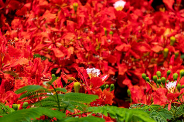 Obraz na płótnie Canvas Buds and red flowers of Royal poinciana or Delonix regia or Flamboyant close-up