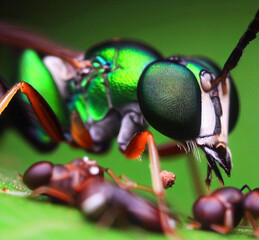 bug on a leaf