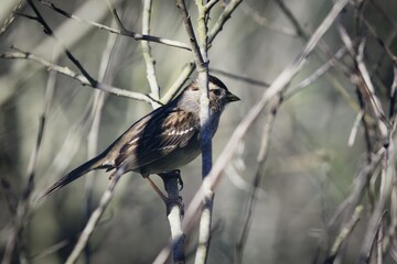 Golden-crowned Sparrow in San Francisco
