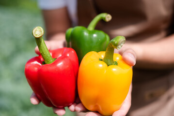 Farmers grow young seedlings bell pepper.