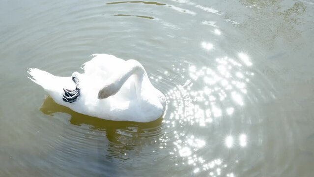 schwan putzen