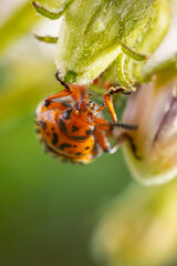 Colorado potato beetle walks on potato sprouts