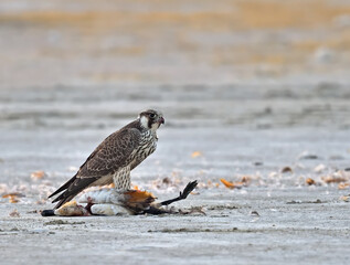 Peregrine falcon with prey