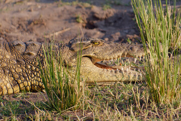 Close-up photo of a Nile crocodile behind the grass on the river bank in Chobe National Park, Botswana