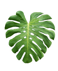 A detailed isolated image of a Monstera plant with water drop on a transparent background.