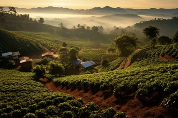  Coffee plantation sunset. Generate Ai © nsit0108