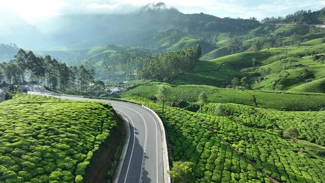 Hill station Munnar Tea estate Road Munnar Kerala India 