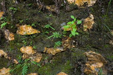 Moss-grown ancient stonewall. Horizontal close-up shot